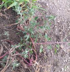 Extriplex californica