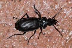 Helluodema unicolor