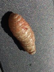 Cephenemyia