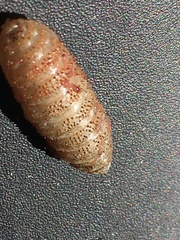 Cephenemyia