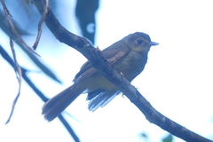Tricholestes criniger