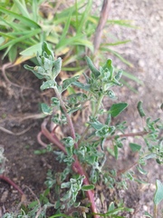 Extriplex californica