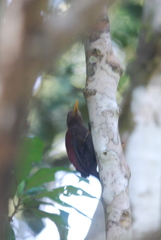 Blythipicus rubiginosus