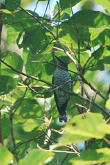 Lalage fimbriata