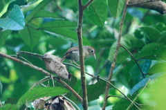 Cyanoderma rufifrons