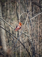 Cardinalis