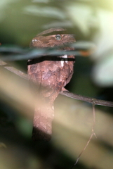 Batrachostomus affinis