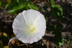Calystegia macrostegia macrostegia