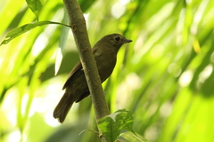 Schiffornis virescens