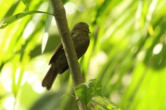 Schiffornis virescens