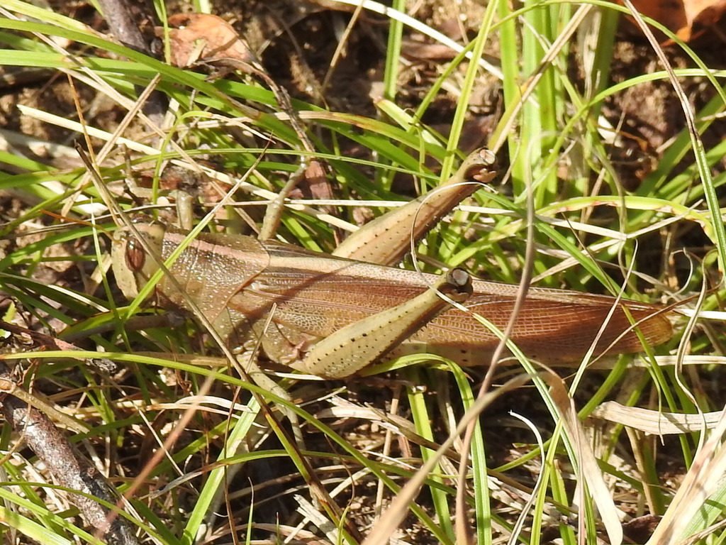 Schistocerca lineata