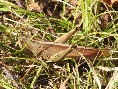 Schistocerca lineata