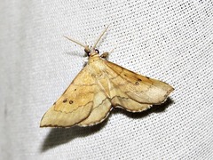 Disticta atava