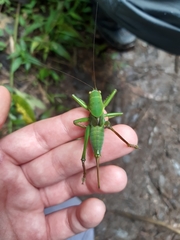 Megatympanon speculatum