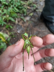 Megatympanon speculatum