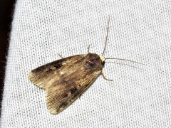 Effractilis effracta