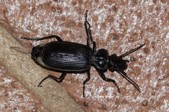 Helluodema unicolor