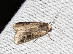 Effractilis effracta