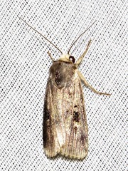 Effractilis effracta