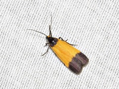 Lepista pandula