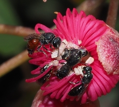 Hylaeus littleri