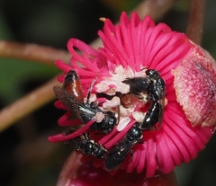 Hylaeus littleri