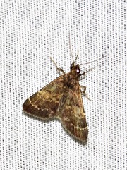 Hydrillodes uliginosalis