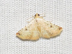 Eublemma gayneri