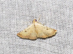Eublemma gayneri