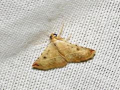 Eublemma gayneri