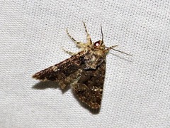 Condica capensis
