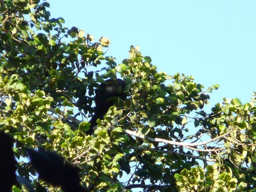 Red-nosed Bearded Saki