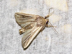 Mythimna rubrescens