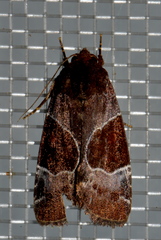 Hampsonodes mastoides