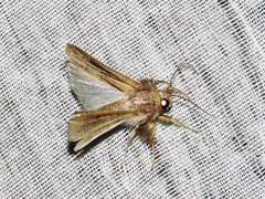 Mythimna rubrescens