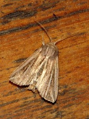 Mythimna rubrescens