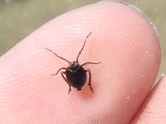 Phylloscelis atra