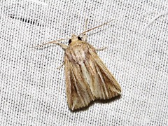 Mythimna rubrescens