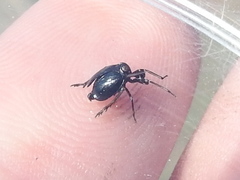Phylloscelis atra