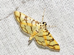 Pardomima