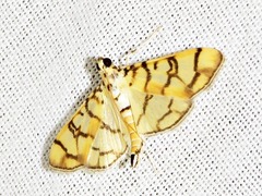 Pardomima