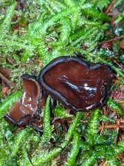 Pseudoplectania vogesiaca