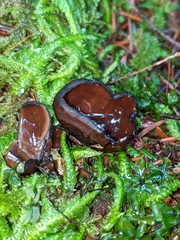 Pseudoplectania vogesiaca