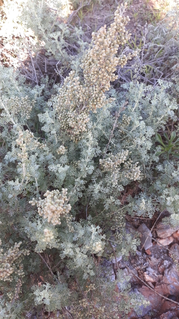 Artemisia barrelieri