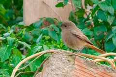 Phoenicurus ochruros