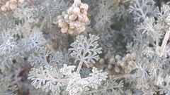 Artemisia barrelieri