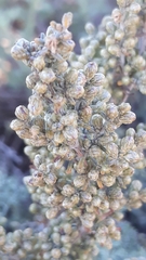 Artemisia barrelieri