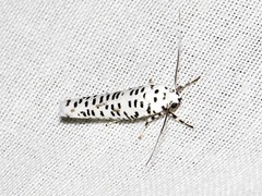 Yponomeuta strigillatus