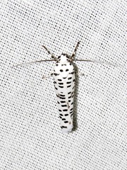 Yponomeuta strigillatus