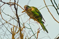 Myiopsitta monachus